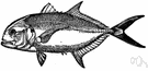 crevalle jack - fish of western Atlantic and Gulf of Mexico