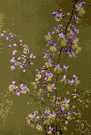 Thalictrum - widely distributed genus of perennial herbs: meadow rue
