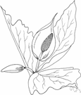 Lysichiton americanum - clump-forming deciduous perennial swamp plant of western North America similar to Symplocarpus foetidus but having a yellow spathe