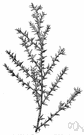 tumbleweed - prickly bushy Eurasian plant