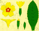 primrose - any of numerous short-stemmed plants of the genus Primula having tufted basal leaves and showy flowers clustered in umbels or heads