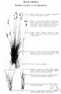 genus Bouteloua - forage grasses