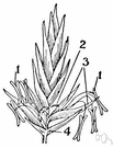 Festuca elatior - grass with wide flat leaves cultivated in Europe and America for permanent pasture and hay and for lawns