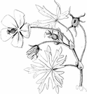 purple poppy mallow - hairy perennial of central United States having round deeply lobed leaves and loose panicles of large crimson-purple or cherry-red flowers