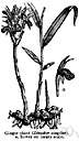 genus Zingiber