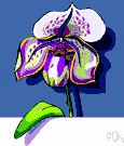 Viola ocellata - violet of Pacific coast of North America having white petals tinged with yellow and deep violet