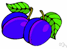 plum tree - any of several trees producing edible oval fruit having a smooth skin and a single hard stone