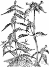 Lycopus virginicus - a mildly narcotic and astringent aromatic herb having small whitish flowers