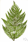 Todea - a genus of delicate ferns belonging to the family Osmundaceae