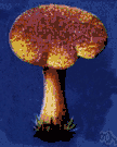 Tricholoma sejunctum - an agaric with a cap that is coated with dark fibrils in the center and has yellowish margins