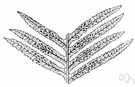 Sticherus flabellatus - large Australasian fern with fanlike repeatedly forked fronds