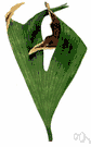 Platycerium - often epiphytic tropical Old World ferns
