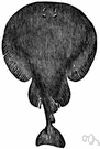 crampfish - any sluggish bottom-dwelling ray of the order Torpediniformes having a rounded body and electric organs on each side of the head capable of emitting strong electric discharges
