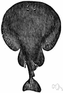 numbfish - any sluggish bottom-dwelling ray of the order Torpediniformes having a rounded body and electric organs on each side of the head capable of emitting strong electric discharges