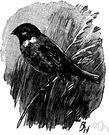 reed bunting - European bunting inhabiting marshy areas
