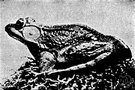 spring frog - similar to bullfrog