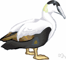 eider duck - duck of the northern hemisphere much valued for the fine soft down of the females