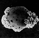 sea slug - any of various marine gastropods of the suborder Nudibranchia having a shell-less and often beautifully colored body