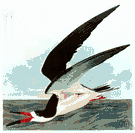 Rynchops - type genus of the Rynchopidae: skimmers