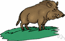 boar - Old World wild swine having a narrow body and prominent tusks from which most domestic swine come