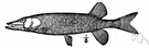 chain pickerel - common in quiet waters of eastern United States