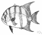 Chaetodipterus - a genus of Ephippidae
