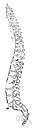 articulatio plana - a freely moving joint in which the articulations allow only gliding motions