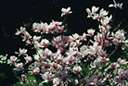 Magnolia macrophylla - large deciduous shrub or tree of southeastern United States having huge leaves in dense false whorls and large creamy flowers tinged purple toward the base