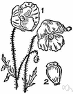 bush poppy - evergreen shrub of southwestern United States and Mexico often cultivated for its fragrant golden yellow flowers