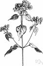 white sanicle - American herb having flat-topped clusters of small white flower heads