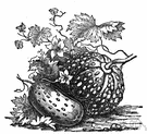 muskmelon - any of several varieties of vine whose fruit has a netted rind and edible flesh and a musky smell