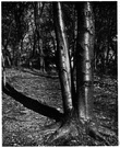 cherry birch - common birch of the eastern United States having spicy brown bark yielding a volatile oil and hard dark wood used for furniture