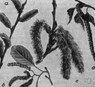 seaside alder - shrub or small tree of southeastern United States having soft light brown wood