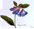 wild hyacinth - sometimes placed in genus Scilla