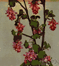 winter currant - a flowering shrub