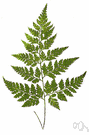 Australian hare's foot - a hare's-foot fern of the genus Davallia