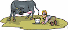 cow manure - cow excreta used as fertilizer