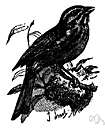 Melospiza georgiana - North American finch of marshy area