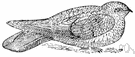 caprimulgid - mainly crepuscular or nocturnal nonpasserine birds with mottled greyish-brown plumage and large eyes