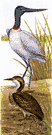 policeman bird - large mostly white Australian stork