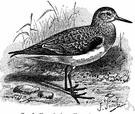 Calidris - a genus of Scolopacidae