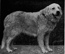 Great Pyrenees - bred of large heavy-coated white dogs resembling the Newfoundland