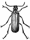 Spanish fly - green beetle of southern Europe