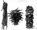 trichopteron