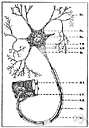 afferent neuron