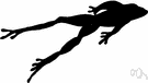 frog legs - hind legs of frogs used as food