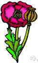 Papaver californicum - showy annual of California with red flowers