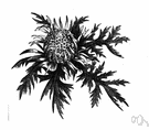 Carlina - genus of Mediterranean thistles