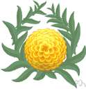 florist's chrysanthemum