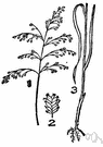 glyceria - manna grass